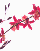 ���i�C���[�W